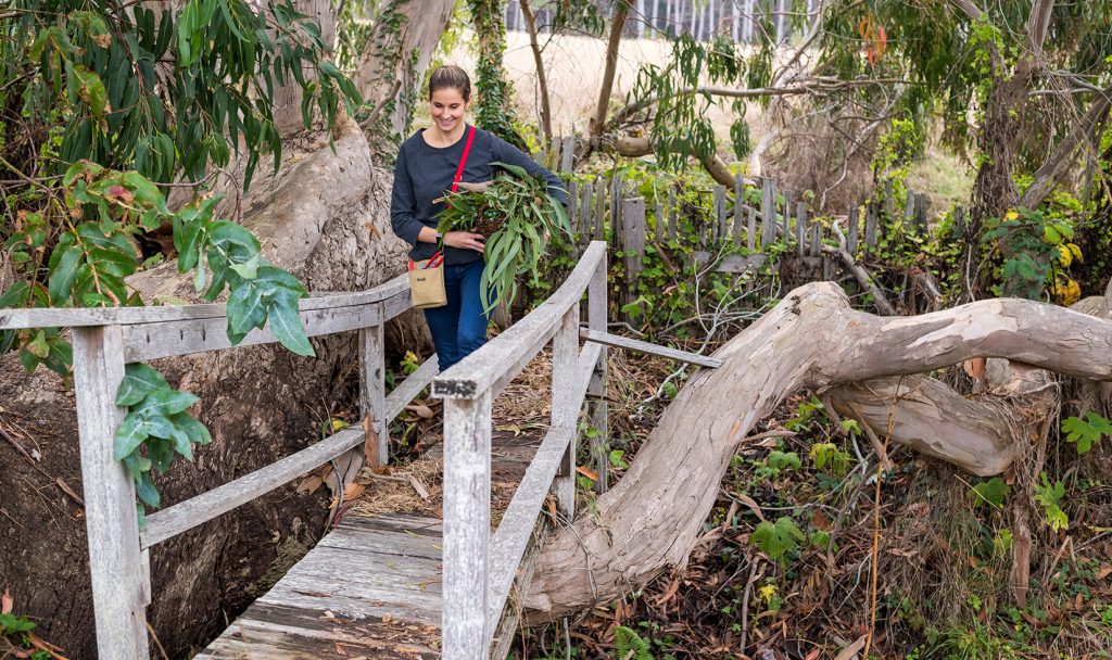 Jordan Winery Director of Hospitality Nitsa Knoll walking over a bridge with foraged plants in her hands.