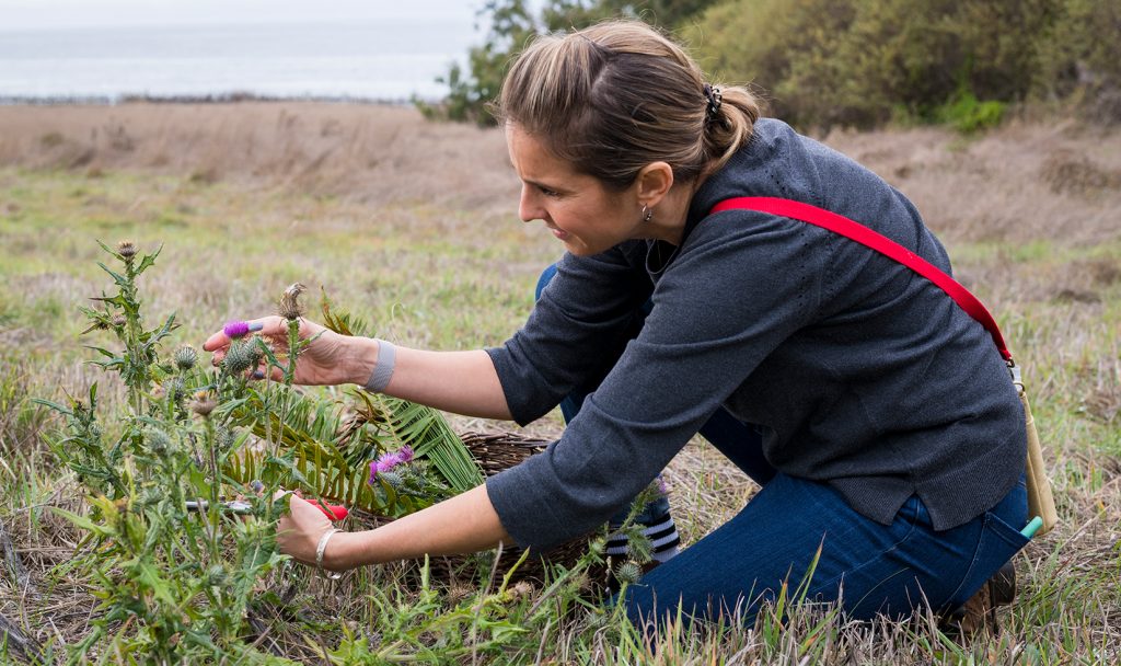 Jordan Winery Director of Hospitality Nitsa Knoll clipping thistle on the ground.