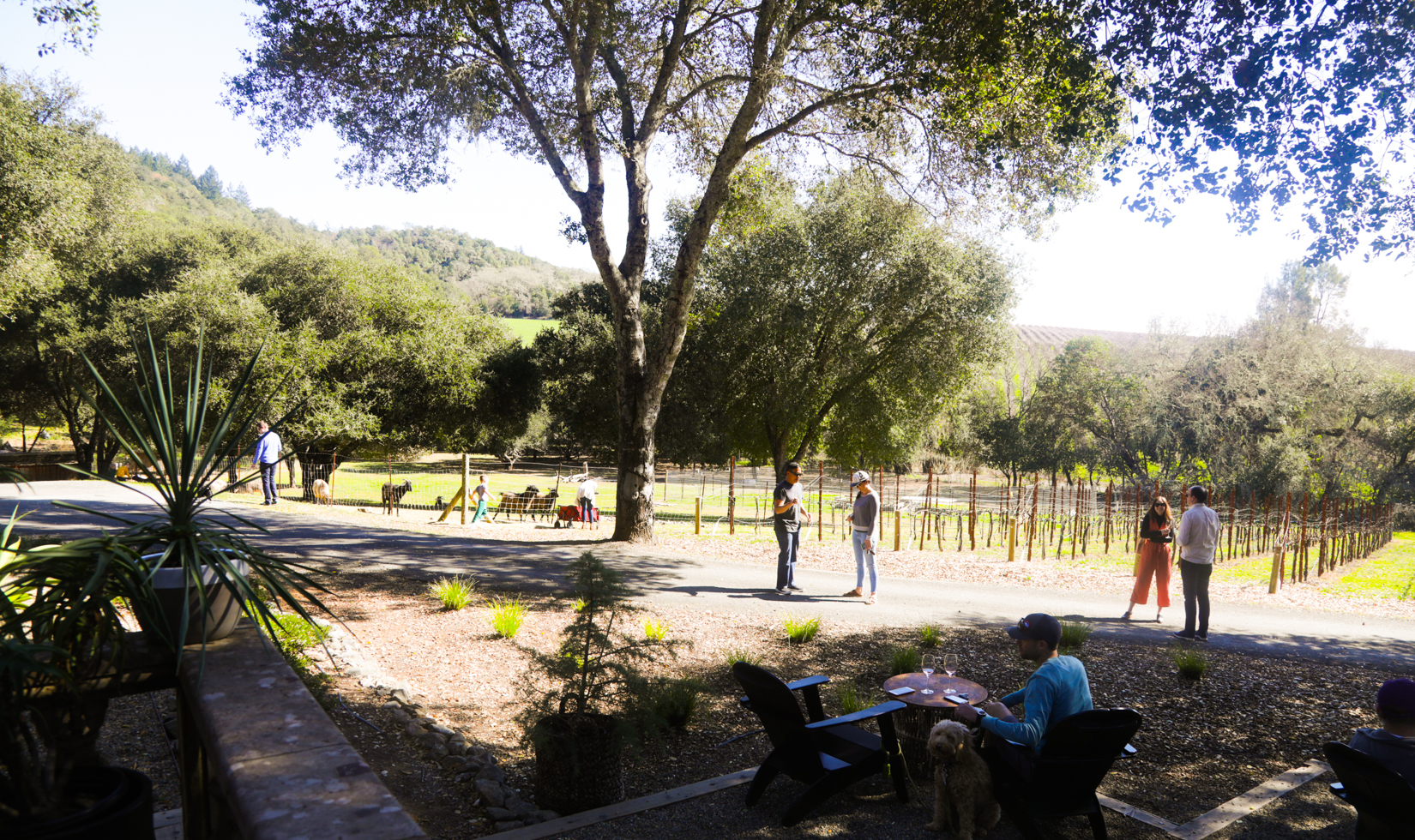 guests enjoying sonoma county farm in healdsburg reeve wines