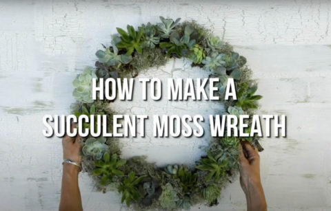 how to make a succulent wreath with tree branches and plants