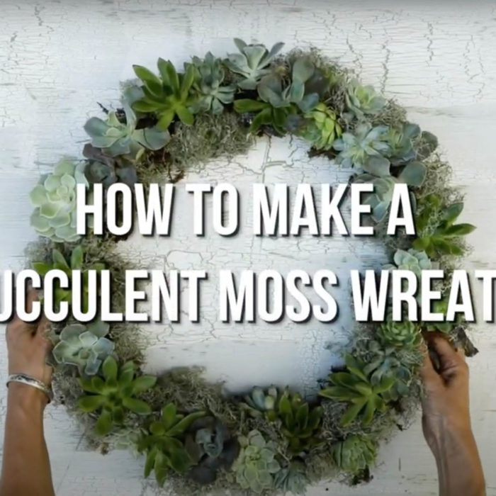 how to make a succulent wreath with tree branches and plants