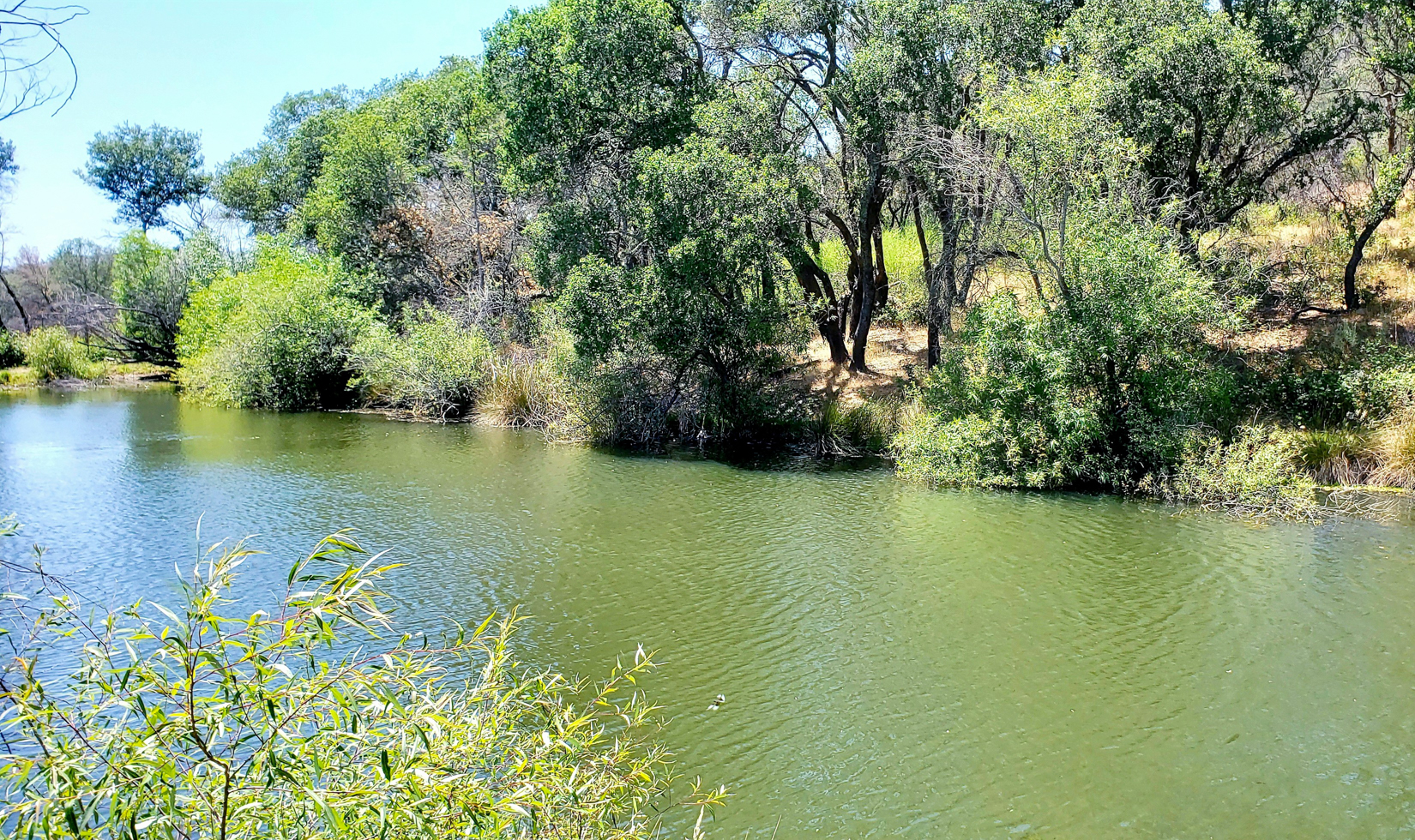 sonoma county river with trees and blue skies