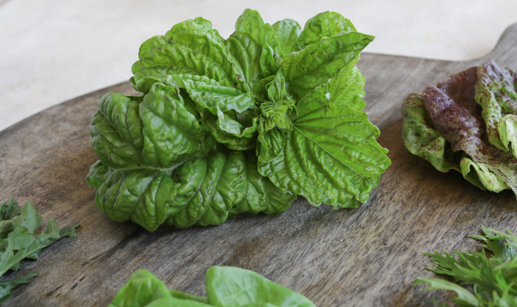 close up of lettuce leaf basil plant on wooden board