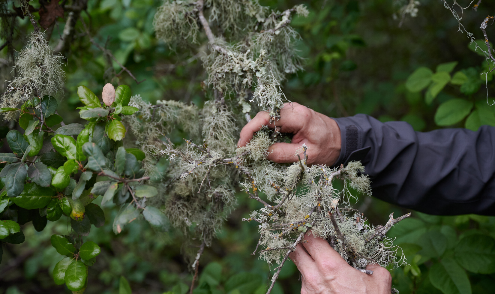 Best Fuels for BBQ and Grilling perfect foraged oak wood for grilling