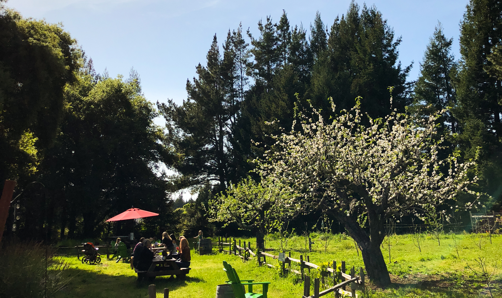 outdoor picnic table under apple tree and large trees