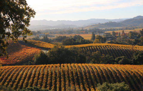 Colorful autumn leaves on vineyards rows with hills in background on clear, fall day.