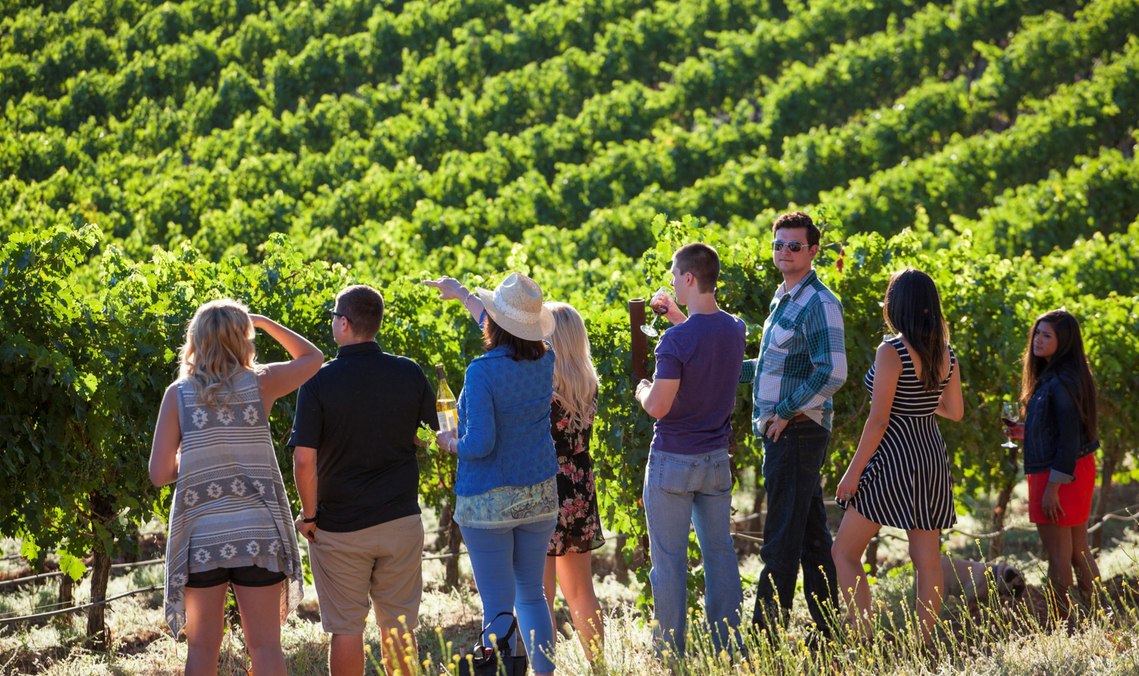 group of hikers standing in green vineyard