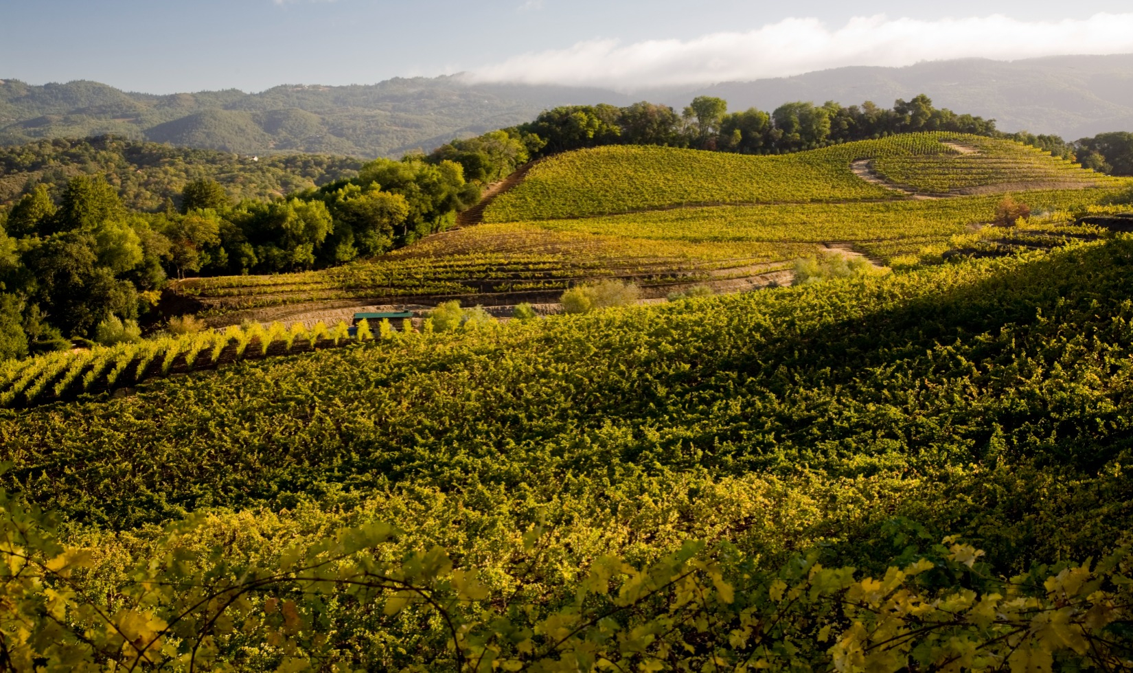 Vineyard during springtime with rolling hills in the distance.