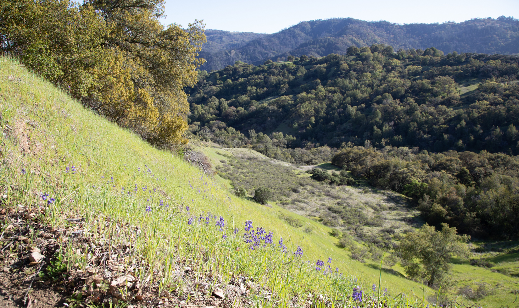 purple wildflowers growing on side of mountain with views of large mountains and trees