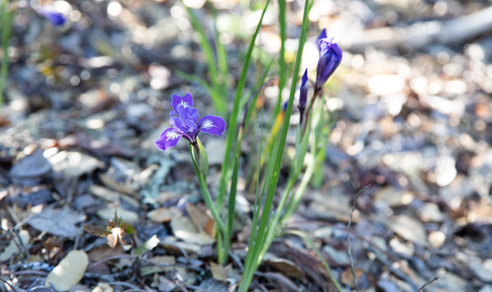 purple wildflower growing in dirt 