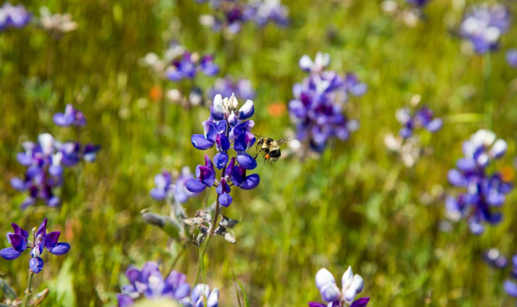 Bee flying by purple flower on Jordan Estate