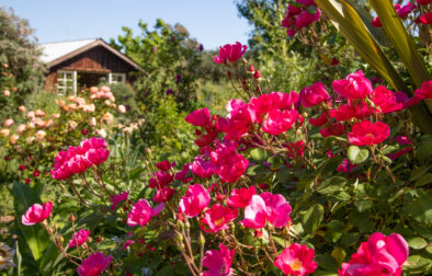 2023 DaVero Winery Sonoma Wineries with Gardens Web Size-10