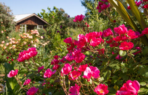 2023 DaVero Winery Sonoma Wineries with Gardens Web Size-10