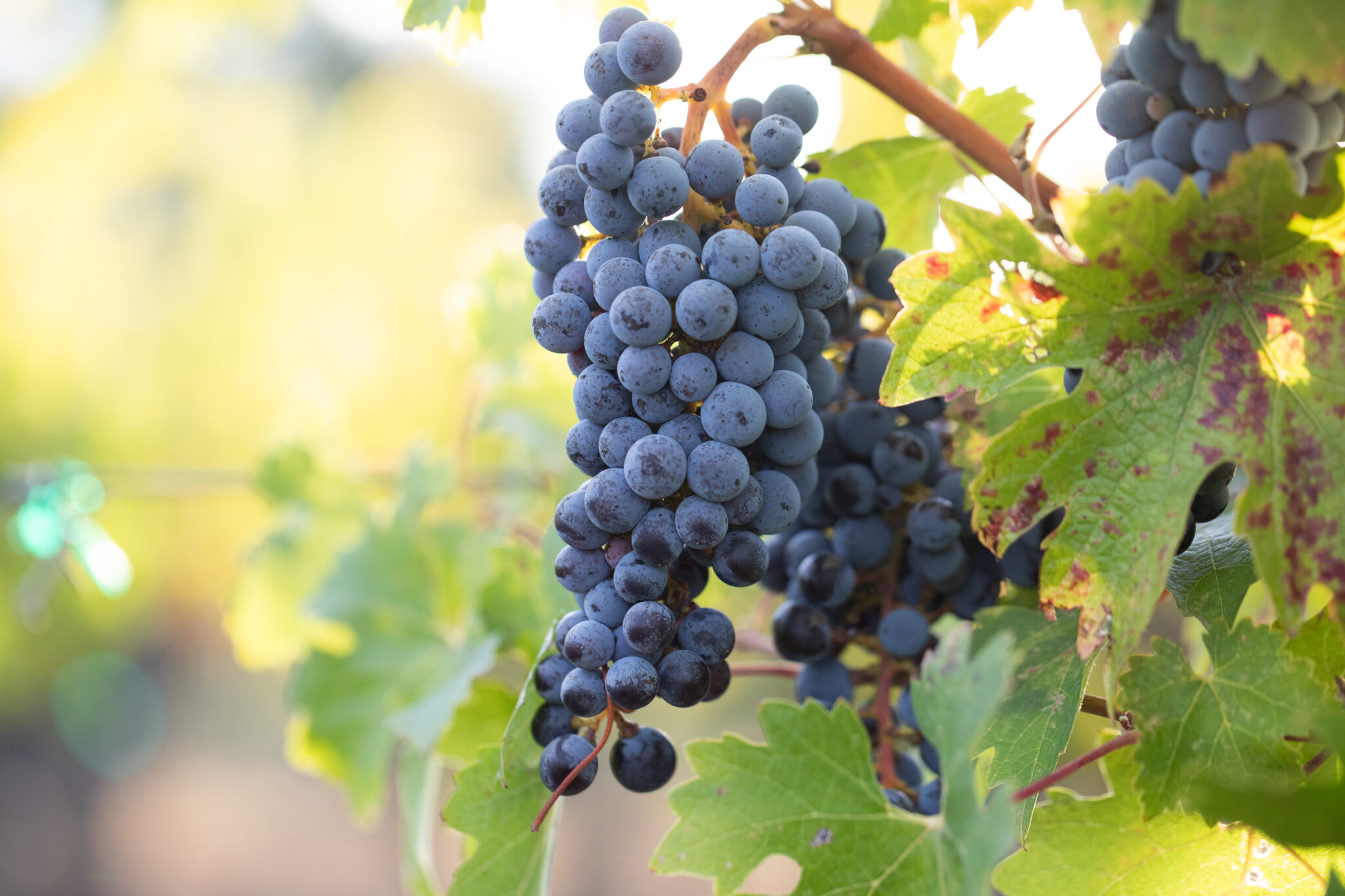 cabernet grape cluster on vine