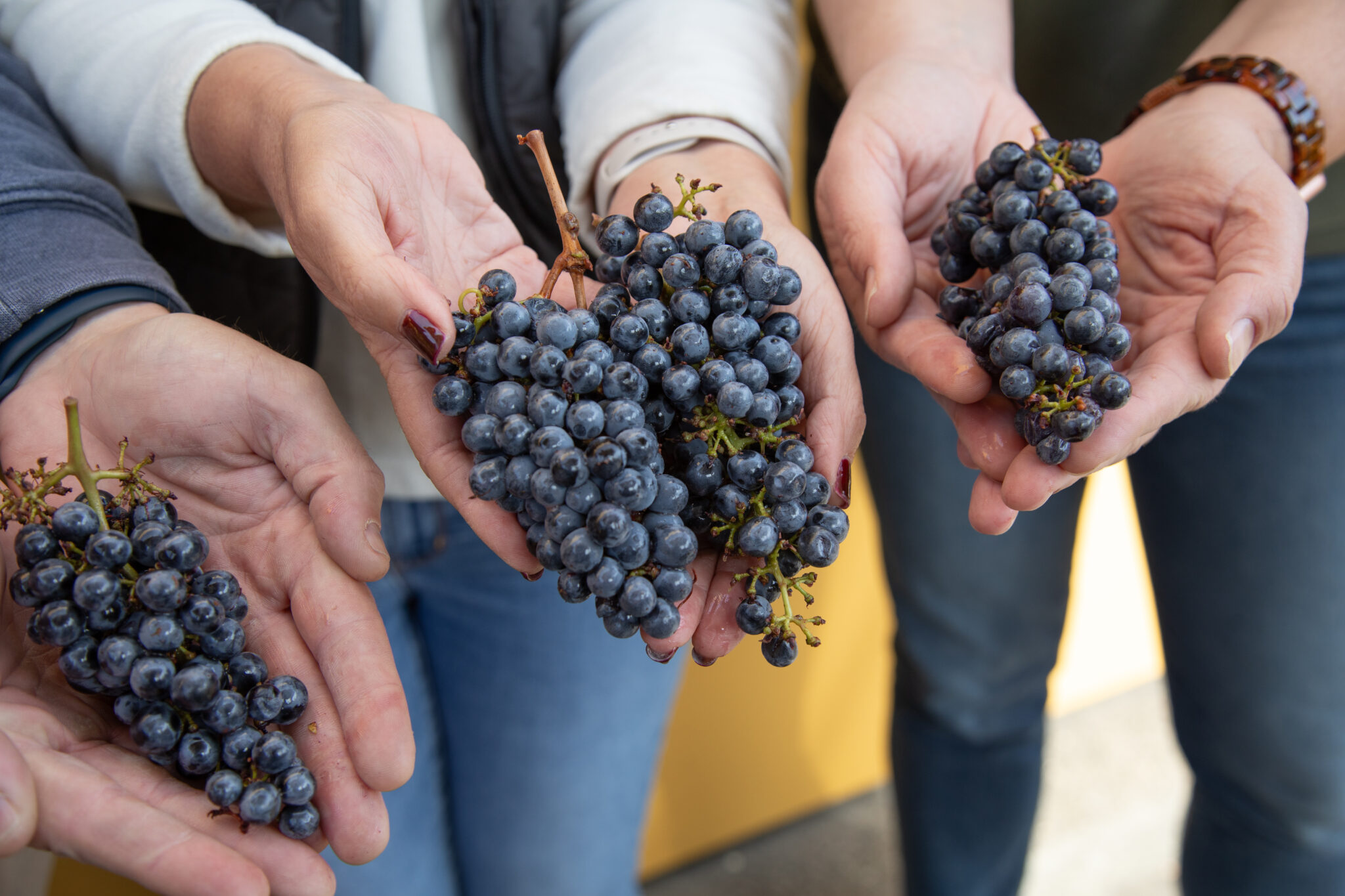 hands holding grape clusters of cabernet