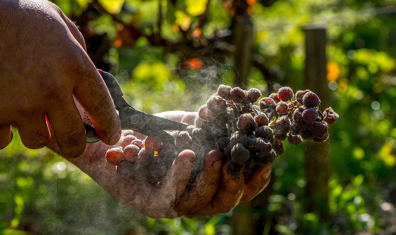 hand holding cluster of botrytis grapes